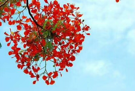 【值年返校】凤凰花之约--2018年值年校友返校邀请